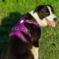 Whinhyepet Harness Purple XS thumbnail