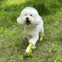 28pc X Dog Shoes Waterproof Disposable Boots Anti-Slip Pet Socks XS PINK thumbnail
