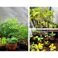 Green Fingers Grow Tent 60x60x90CM Hydroponics Kit Indoor Plant Room System thumbnail