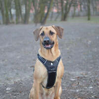 Reflective Heavy Duty Harness Black L thumbnail