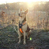 Reflective Heavy Duty Harness Orange S thumbnail