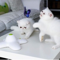 Flutter Bug Butterfly Cat Toy - Interactive Teaser Pet Kitty Play - All for Paws thumbnail