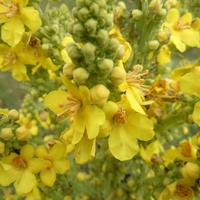 50g Organic Mullein Leaf - Dried Herbal Verbascum Thapsis thumbnail