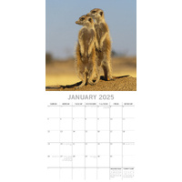 Meerkats - 2025 Square Wall Calendar Pets Animals 16 Months Premium Planner Gift thumbnail