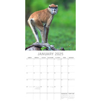 Monkey Business 2025 Square Wall Calendar Animals 16 Months Premium Planner Gift thumbnail