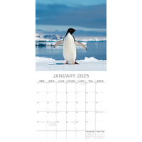 Penguins - 2025 Square Wall Calendar Pets Animals 16 Months Premium Planner Gift thumbnail