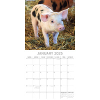 Piggies - 2025 Square Wall Calendar Pets Animals 16 Months Premium Planner Gift thumbnail