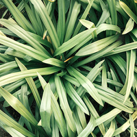 Room-&-Linen-Spray-Lemongrass-8-pack-200m-x-8 thumbnail