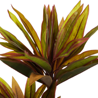 Faux Cordyline fruticosa Tree thumbnail