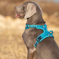 No Pull Harness Blue L thumbnail
