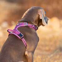 No Pull Harness Purple XS thumbnail