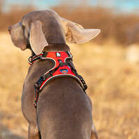 No Pull Harness Red L thumbnail