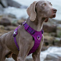 Lightweight Harness Purple M thumbnail