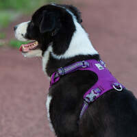 Lightweight 3M reflective Harness Purple L thumbnail