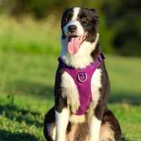 Whinhyepet Harness Black XS thumbnail