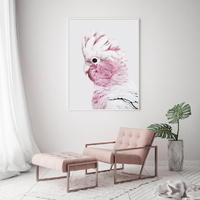 Wall Art 60cmx90cm Pink Galah White Frame Canvas thumbnail