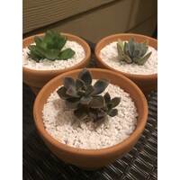 50L Perlite Organic Super Coarse Premium Soil Expanded Medium Plants Hydroponics thumbnail