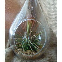 25 Bulk Pack of Hanging Clear Glass Tealight Candle Holder Tear Drop Pear Shape - 12cm High - Terrarium Plant Mini Garden Holder Decor thumbnail