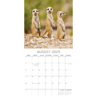 Meerkats - 2025 Square Wall Calendar Pets Animals 16 Months Premium Planner Gift thumbnail