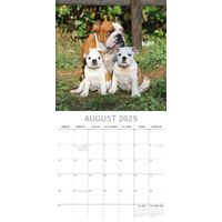 Bulldogs - 2025 Square Wall Calendar Dogs Pets Animals 16 Months Premium Planner thumbnail