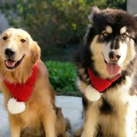 Pet Christmas Wool Scarf  Dog Saliva Towel - Size S thumbnail