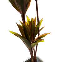 Faux Cordyline fruticosa Tree thumbnail