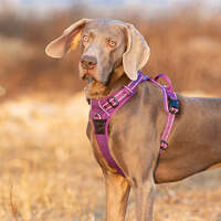 No Pull Harness Purple XS thumbnail