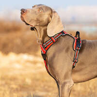 No Pull Harness Red S thumbnail