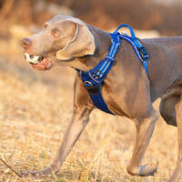 No Pull Harness Royal Blue XS thumbnail