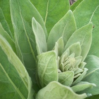50g Organic Mullein Leaf - Dried Herbal Verbascum Thapsis thumbnail