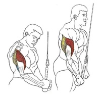 Single Grip Tricep PullDown Rope Cable Attachment Pull Down Rope Tricep Rope Pully thumbnail