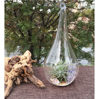 25 Bulk Pack of Hanging Clear Glass Tealight Candle Holder Tear Drop Pear Shape - 12cm High - Terrarium Plant Mini Garden Holder Decor thumbnail