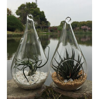 25 Bulk Pack of Hanging Clear Glass Tealight Candle Holder Tear Drop Pear Shape - 12cm High - Terrarium Plant Mini Garden Holder Decor thumbnail