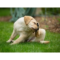 PawfectFriend Flea Collar for Dogs 8 Months Natural Flea Tick Collar for Dog Puppy thumbnail