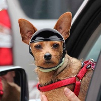 Size L Black Pet Safety Helmet - Stylish Protective Headgear for Dogs thumbnail