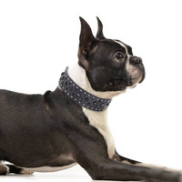 Size S Black 1 pack Stylish PU Leather Dog Collar with Spikes - Adjustable, Durable & Comfortable for Medium to Large Breeds thumbnail