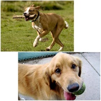 Universal Chest Mount for Gopro Hero12 - Adjustable thumbnail