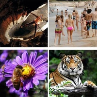 52Mm Monocular Telescope For Hunting And Low Light Night Vision thumbnail