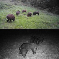 24mp 2.7k Outdoor Track Camera for Infrastructure Monitoring and Hound Tracking thumbnail