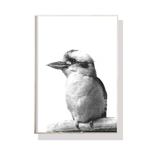 Wall Art 70cmx100cm Kookaburra Black Frame Canvas - Main Image