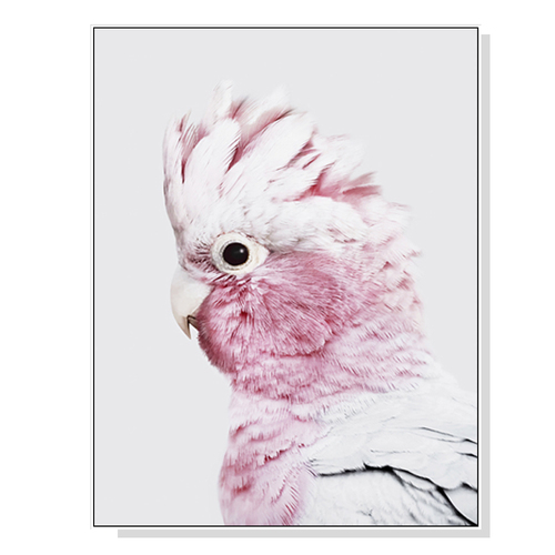 Wall Art 60cmx90cm Pink Galah White Frame Canvas - Main Image