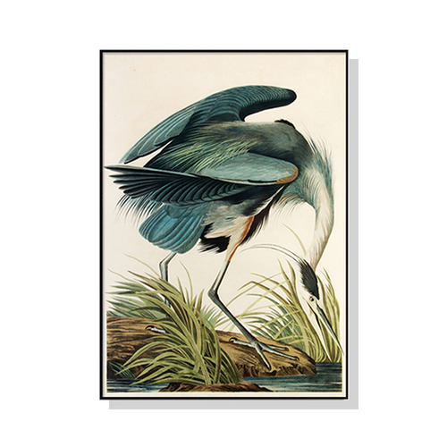 Wall Art 50cmx70cm Great Blue Heron By John James Audubon Black Frame Canvas - Main Image