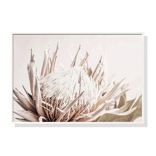 Wall Art 50cmx70cm Pure Protea II White Frame Canvas - Main Image