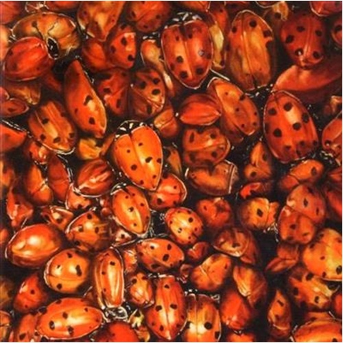 Tonights - Tonights Cd Album - Main Image