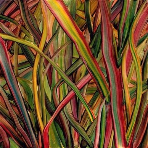 Where Wildness Grows - Gengahr Cd Album - Main Image