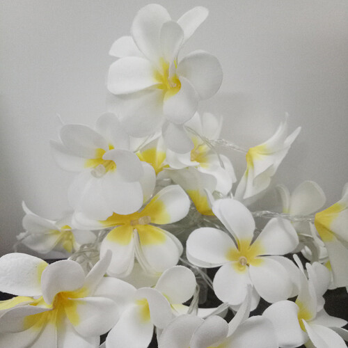1 Set of 20 LED White Frangipani Flower Battery String Lights Christmas Gift Home Wedding Beach Party Decoration Outdoor Table Centrepiece - Main Image