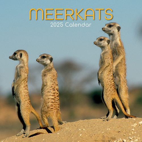 Meerkats - 2025 Square Wall Calendar Pets Animals 16 Months Premium Planner Gift - Main Image