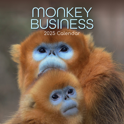 Monkey Business 2025 Square Wall Calendar Animals 16 Months Premium Planner Gift - Main Image