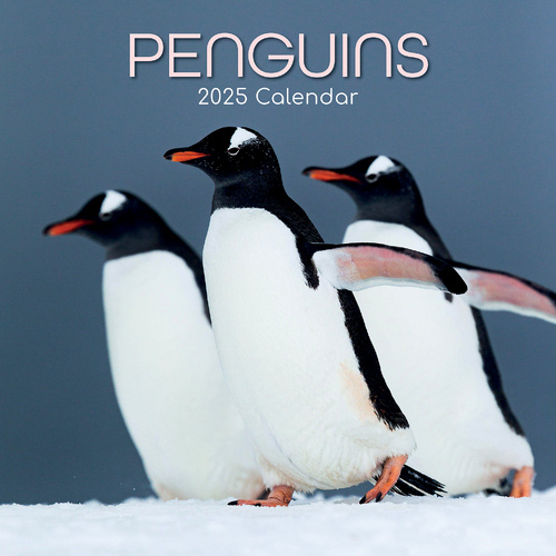 Penguins - 2025 Square Wall Calendar Pets Animals 16 Months Premium Planner Gift - Main Image