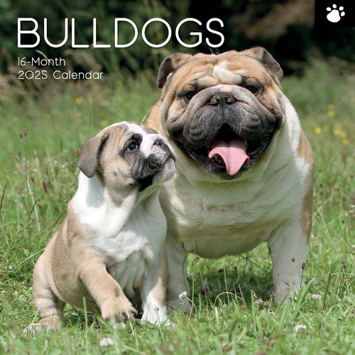 Bulldogs - 2025 Square Wall Calendar Dogs Pets Animals 16 Months Premium Planner - Main Image